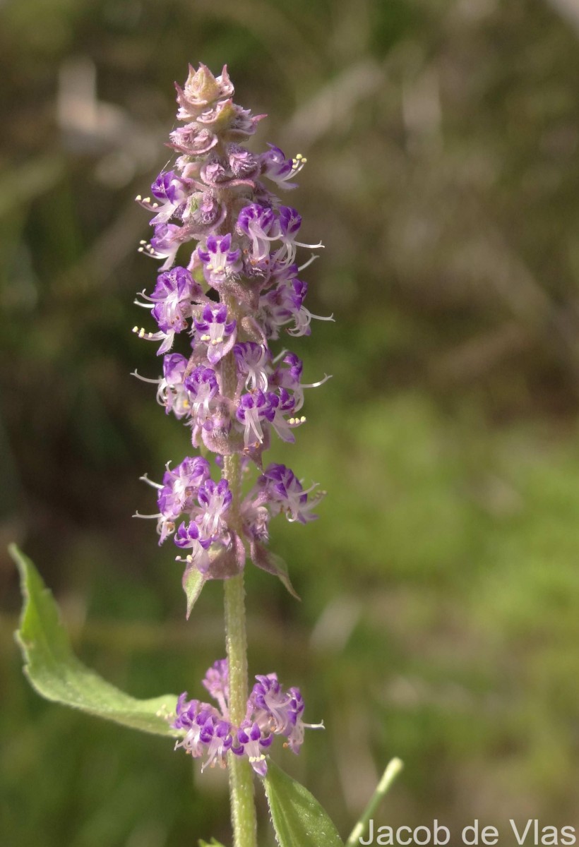 Platostoma menthoides (L.) A.J.Paton